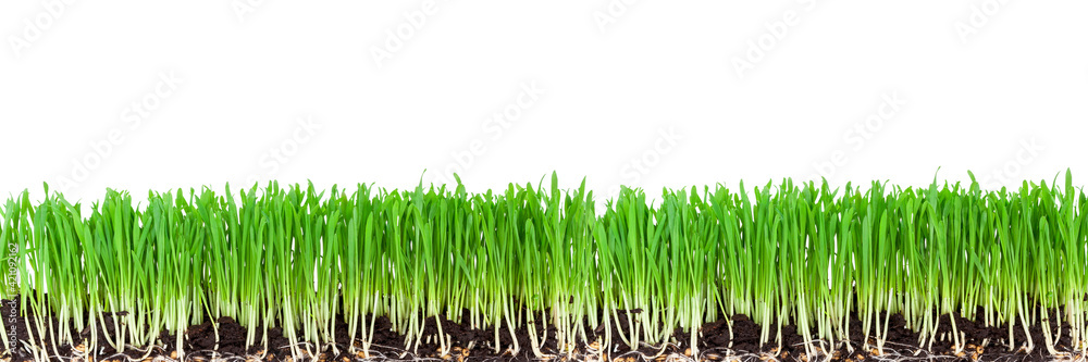 Fototapeta premium sprouts of green