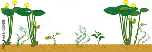 Yellow water-lily plants with green leaves and yellow flowers isolated on white background