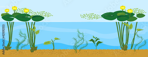 Pond with yellow water-lily plants with green leaves and yellow flowers