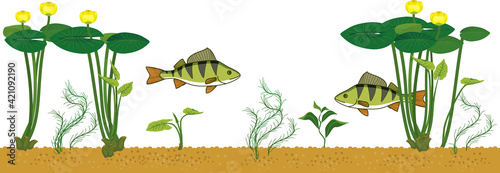 Perch fishes and yellow water-lily plants with green leaves and yellow flowers isolated on white background