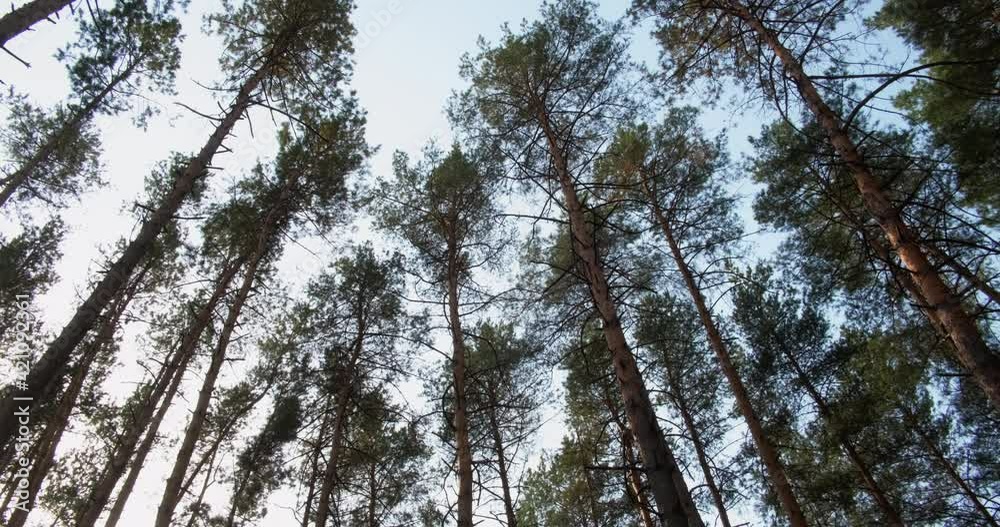 Pine forest background. Woods texture. Peaceful nature scenery. View from below of high trunk evergreen fir trees crowns swaying in wind on blue sky relaxing motion. Pine forest background. Woods texture. Peaceful nature scenery. View from below of high trunk evergreen fir trees crowns swaying in wind on blue sky relaxing motion.