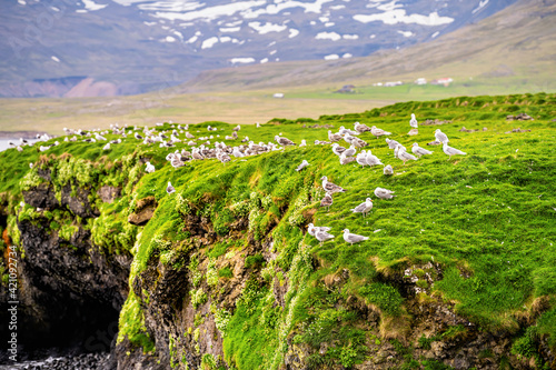 Rocky beach rock cliff coast in Snaefellsnes Peninsula, Iceland with green grass moss in summer many flock seagull birds photo