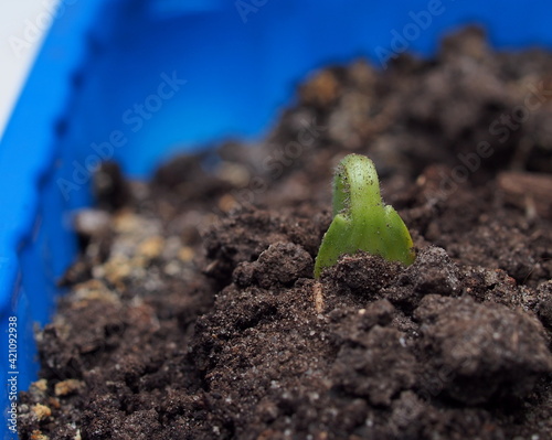 A young sprout of zucchini breaks out of the ground. The plant grows in a blue plastic container.