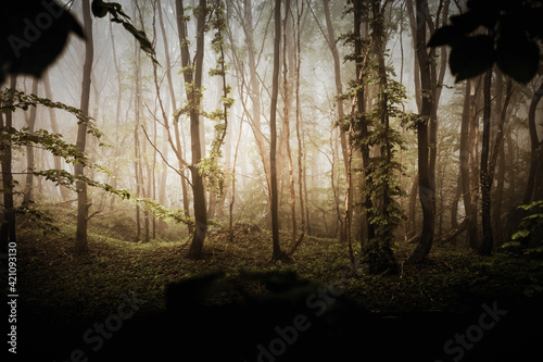 Waldlichtung im Nebel  bei Sonnenaufgang photo