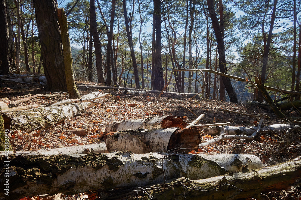 baumstamm im wald, bunt gefärbt; baum abgeholzt