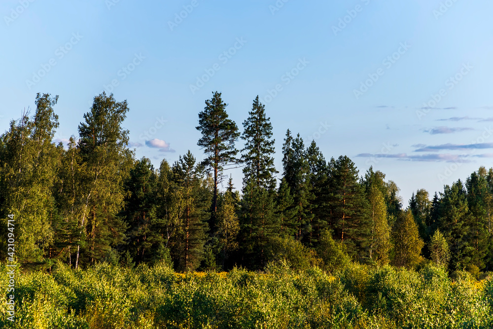 Natural green pine forest in summer evening.