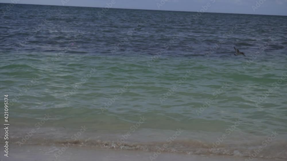 Bird on the shore of the beach flying over the sea looking for fish to eat. Bird on the shore of the beach flying over the sea looking for fish to eat.
