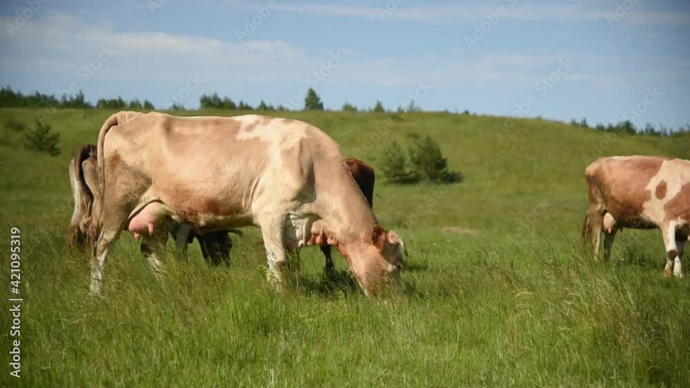 Cows eat grass in a meadow in the village. Cattle graze on the field on a sunny day. Cows eat grass in a meadow in the village. Cattle graze on the field on a sunny day.