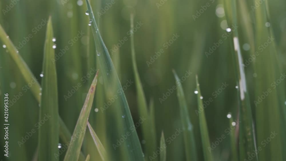 Bokeh through rice fields at sunrise