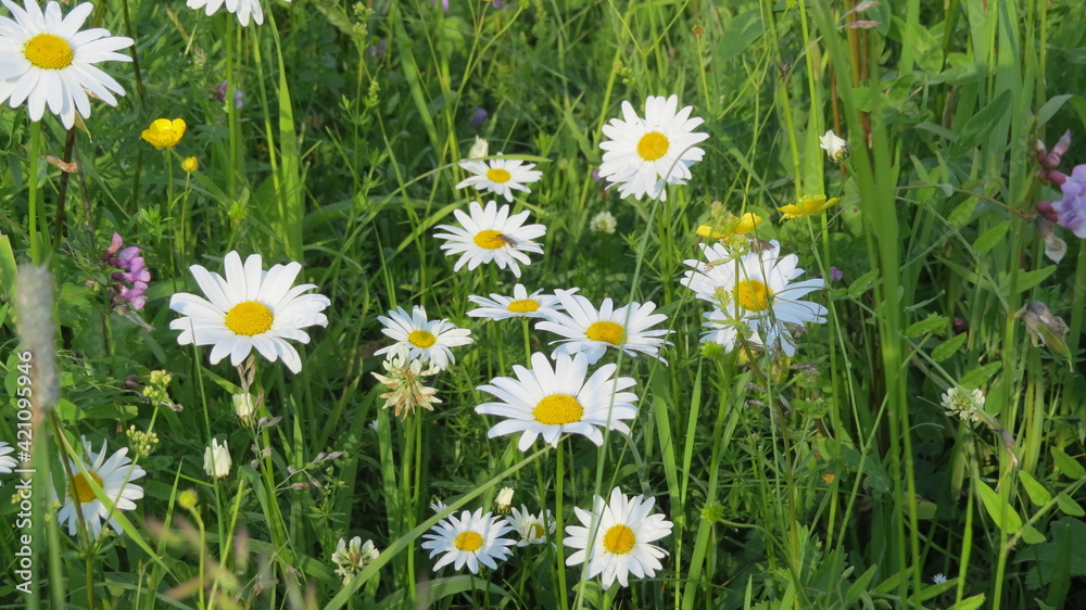flower, nature, daisy, meadow, grass, summer, field, green, spring, white, flowers, daisies, plant, chamomile, yellow, camomile, garden, blossom, bloom, beauty, floral, flora, wild, wildflower, season flower, nature, daisy, meadow, grass, summer, field, green, spring, white, flowers, daisies, plant, chamomile, yellow, camomile, garden, blossom, bloom, beauty, floral, flora, wild, wildflower, season