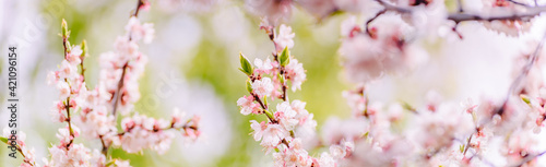 Beautiful panoramic spring scenery with cherry blossom and bokeh background © maria_lh