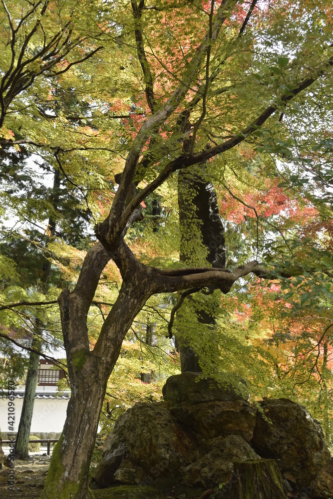 Fototapeta premium 日本の紅葉