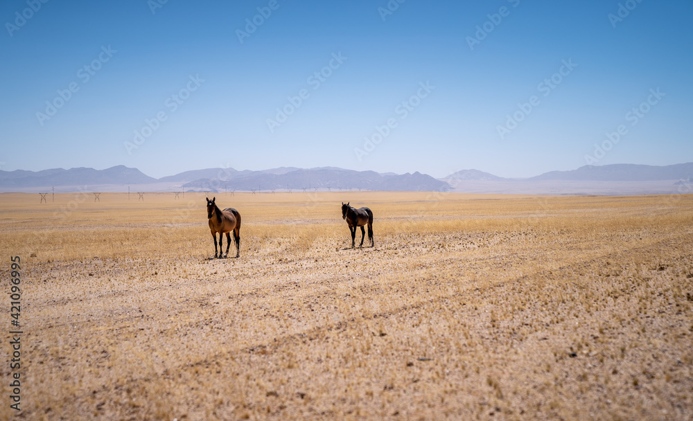 Wild horses of Garub, near the namib desert in namibia
