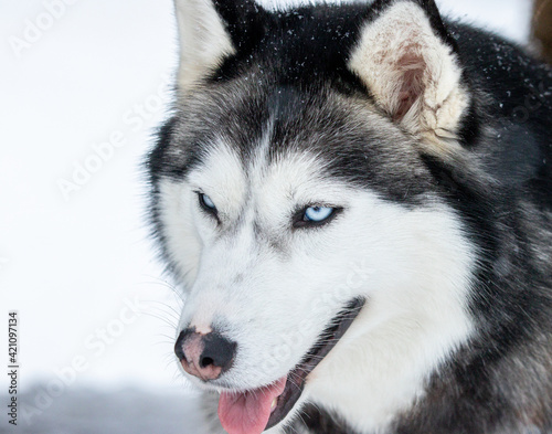 Portrait of a Siberian husky  friendship forever. Pet. Husky