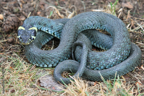 Grass snake.