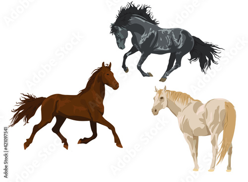 beautiful horses of different colors and in different poses on a white background. Horseback riding. farm. poster card with horses