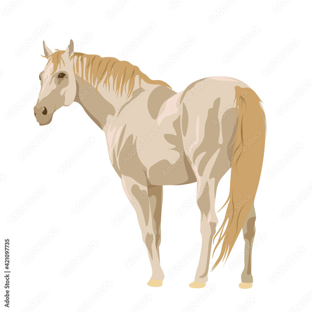 Obraz premium beautiful light beige horse on a white background. Horseback riding. farm. poster card with horses