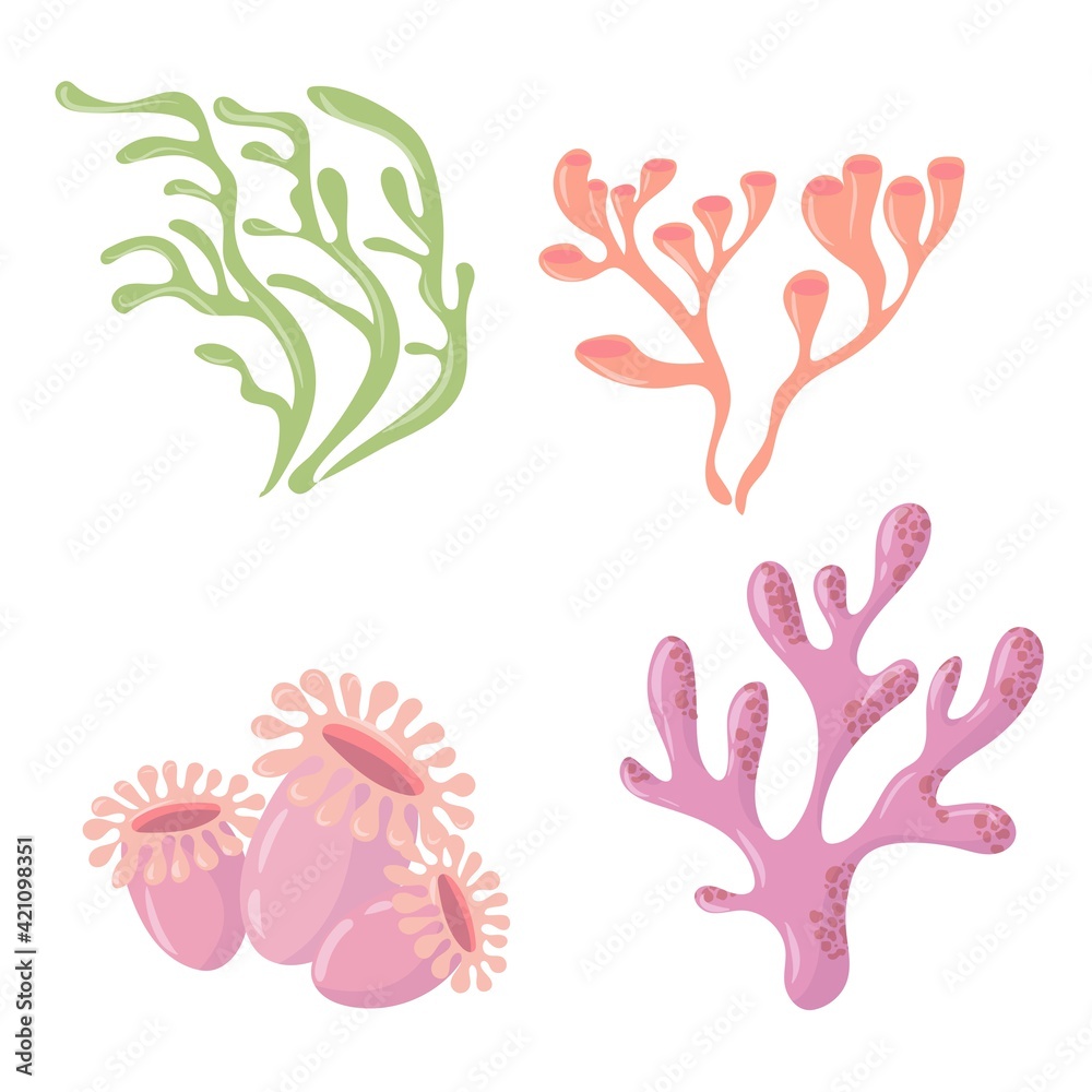 Marine plants set. Seaweed. Plants for the aquarium. Vector illustration isolated on white background.