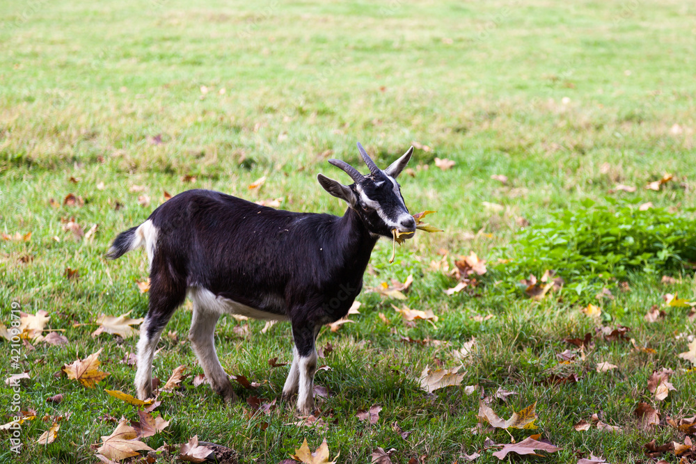 Goat in a farm field in Parco di Monza Italy