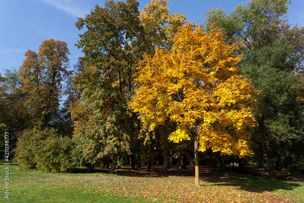Naklejka premium Autumn scene in the Parco di Monza Italy