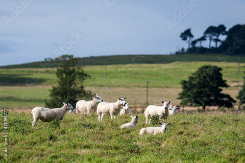 Flock of sheep photo