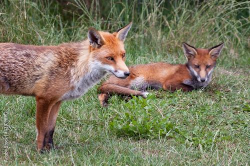 Two foxes © philipbird123