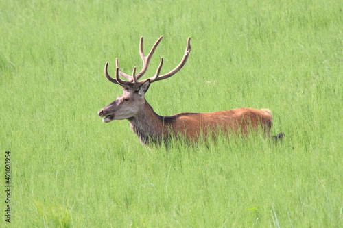 Red deer in deep grass.