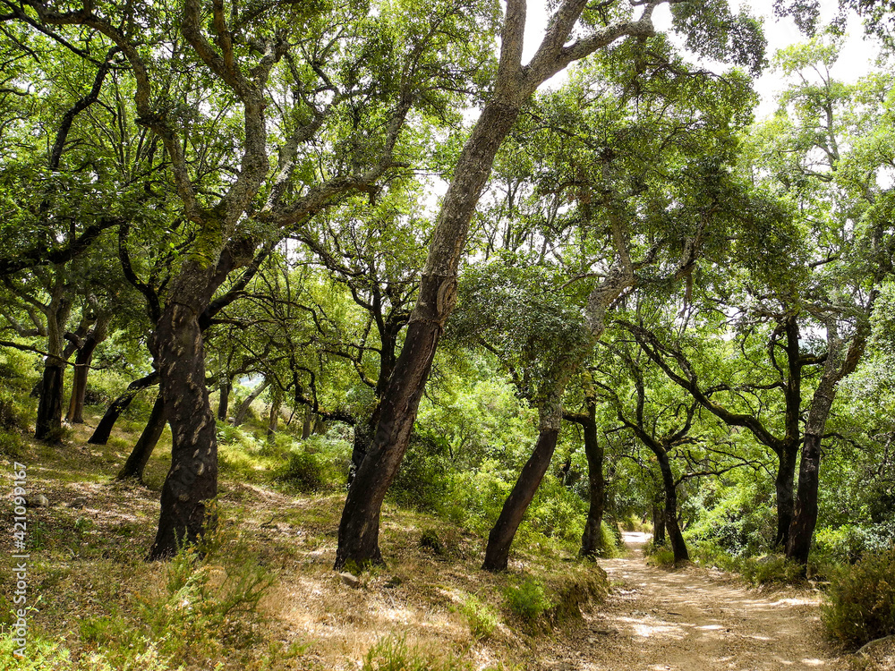 Fototapeta premium Cork trees in the Sierra de Grazalema, near Ubrique, Andalusia, Spain