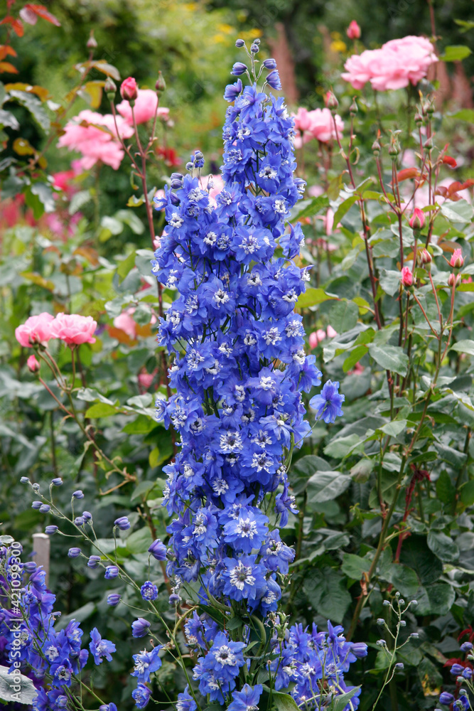 Obraz premium Beautiful blue Delphiniums on display at Butchart Gardens