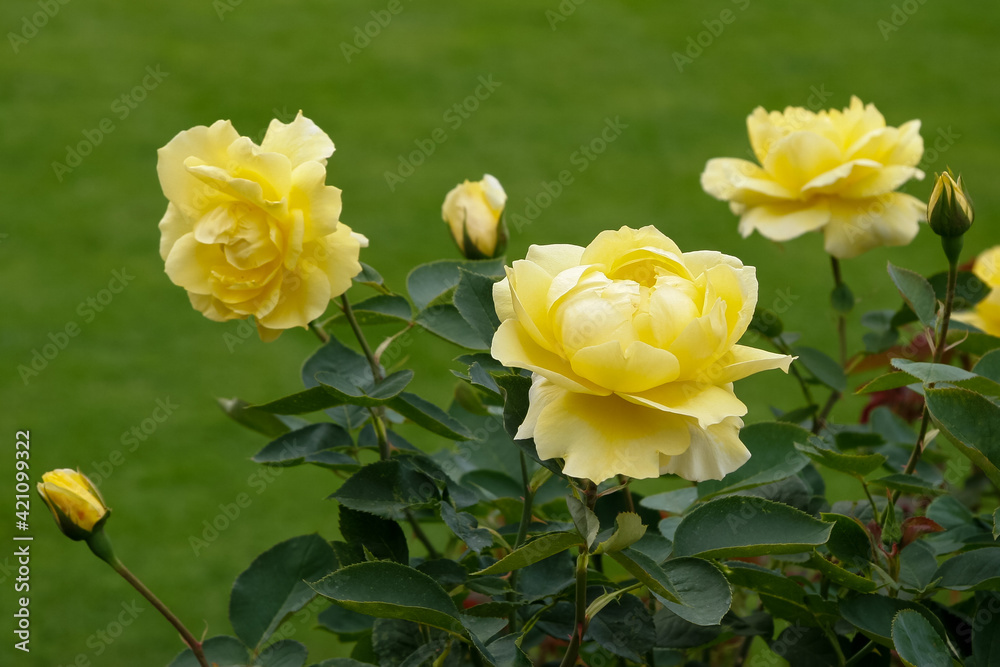 Beautiful yellow Roses (rosa) on display at Butchart Gardens Beautiful yellow Roses (rosa) on display at Butchart Gardens