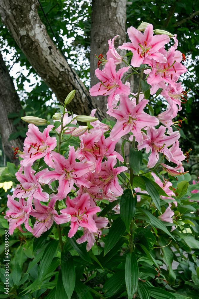 A cluster of Lilies (lilium) A cluster of Lilies (lilium)