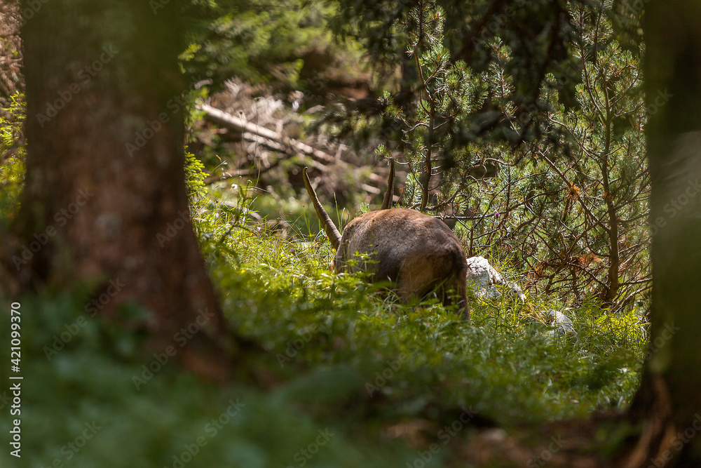 Alpine ibex (Capra ibex) in the high mountains between mountain pines