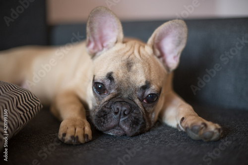 Cute French bulldog lying and resting © Елизавета Шубарова