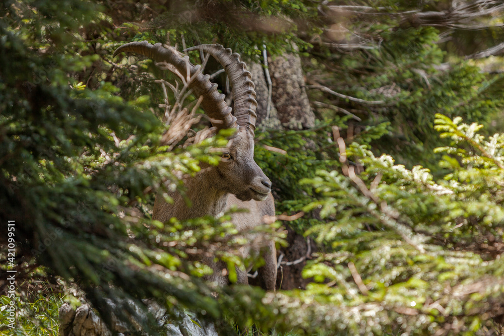 Alpine ibex (Capra ibex) in the high mountains between mountain pines Alpine ibex (Capra ibex) in the high mountains between mountain pines