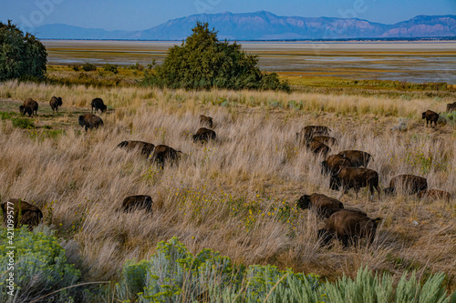 buffalos in the savannah © Marcella