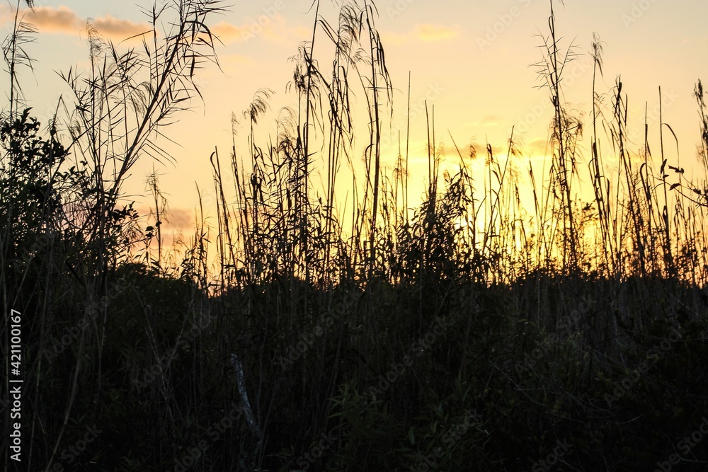 sunset shining through tall swamp grass