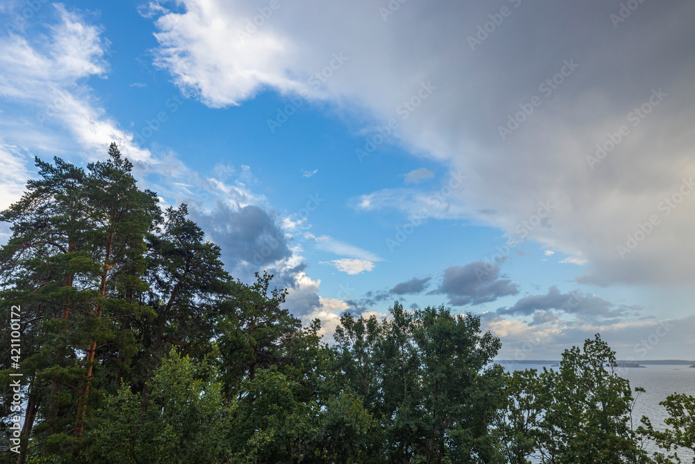 Fototapeta premium Beautiful bottom up view on tops of pine trees on cloudy sky background. Gorgeous nature backgrounds.