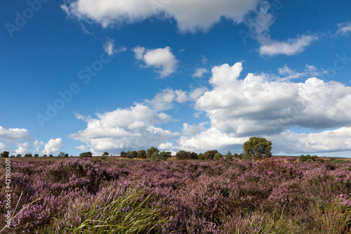 Field of Heather near Scarborough © philipbird123