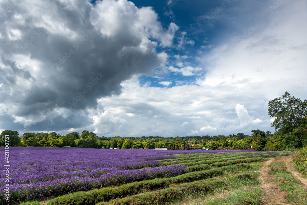 Lavender field in full bloom in Banstead Lavender field in full bloom in Banstead