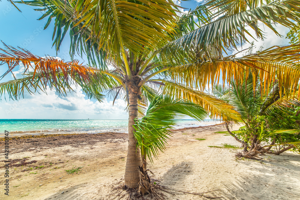 Palm trees by the sea in Bois Jolan beach in Guadeloupe