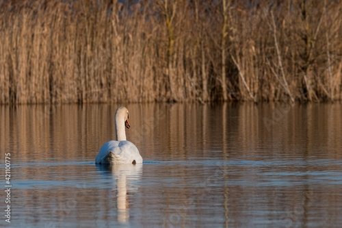 Cygnes nageant photo