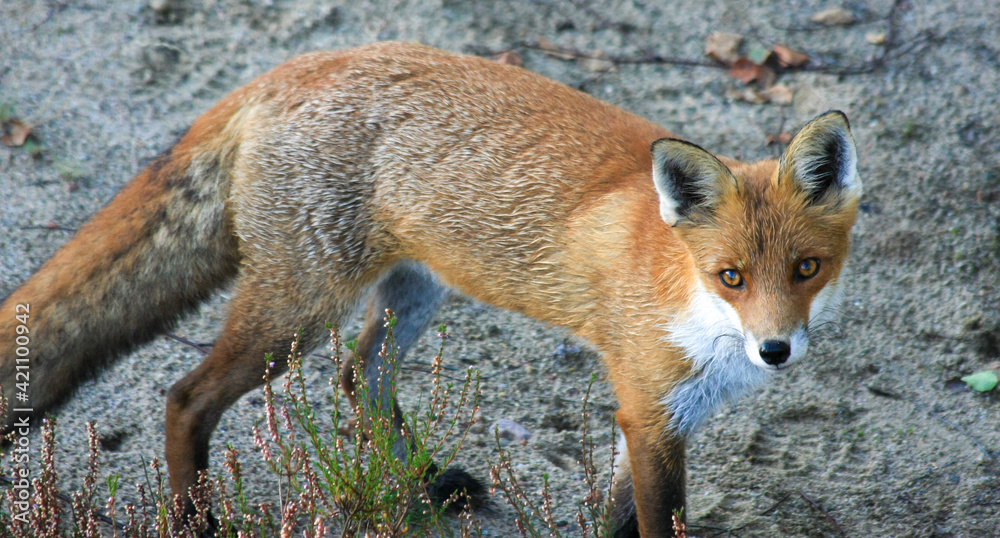Fototapeta premium Fox.