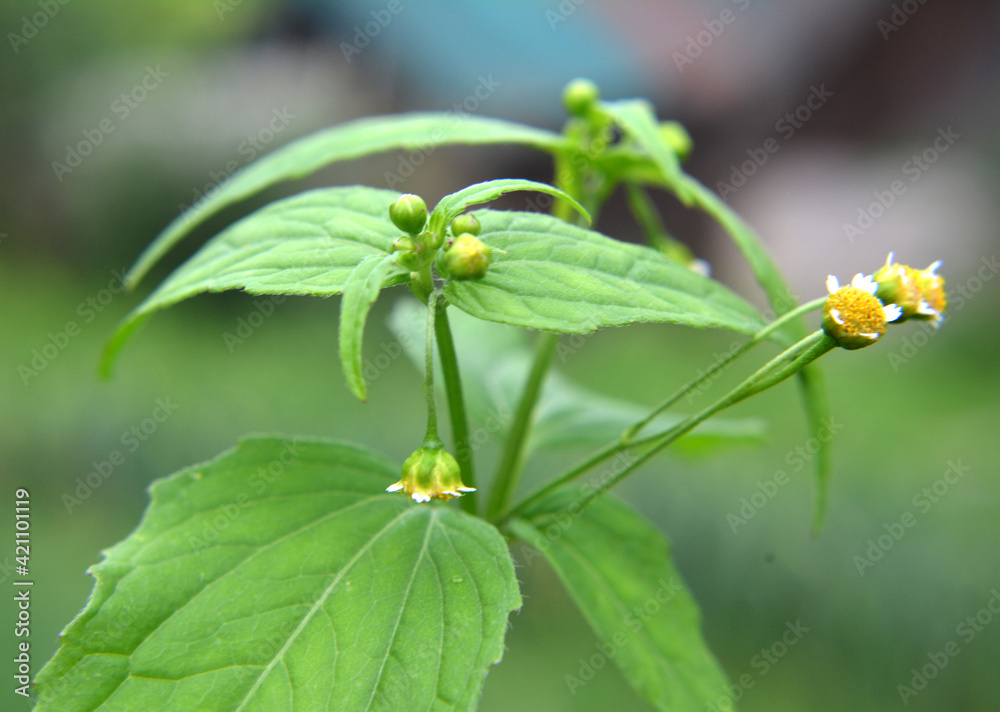 In the field it blooms galinsoga parviflora In the field it blooms galinsoga parviflora