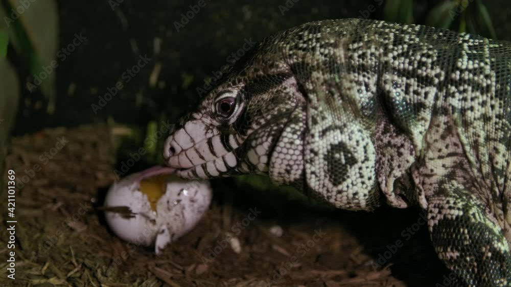 Tegu lizard feasting on an egg Tegu lizard feasting on an egg