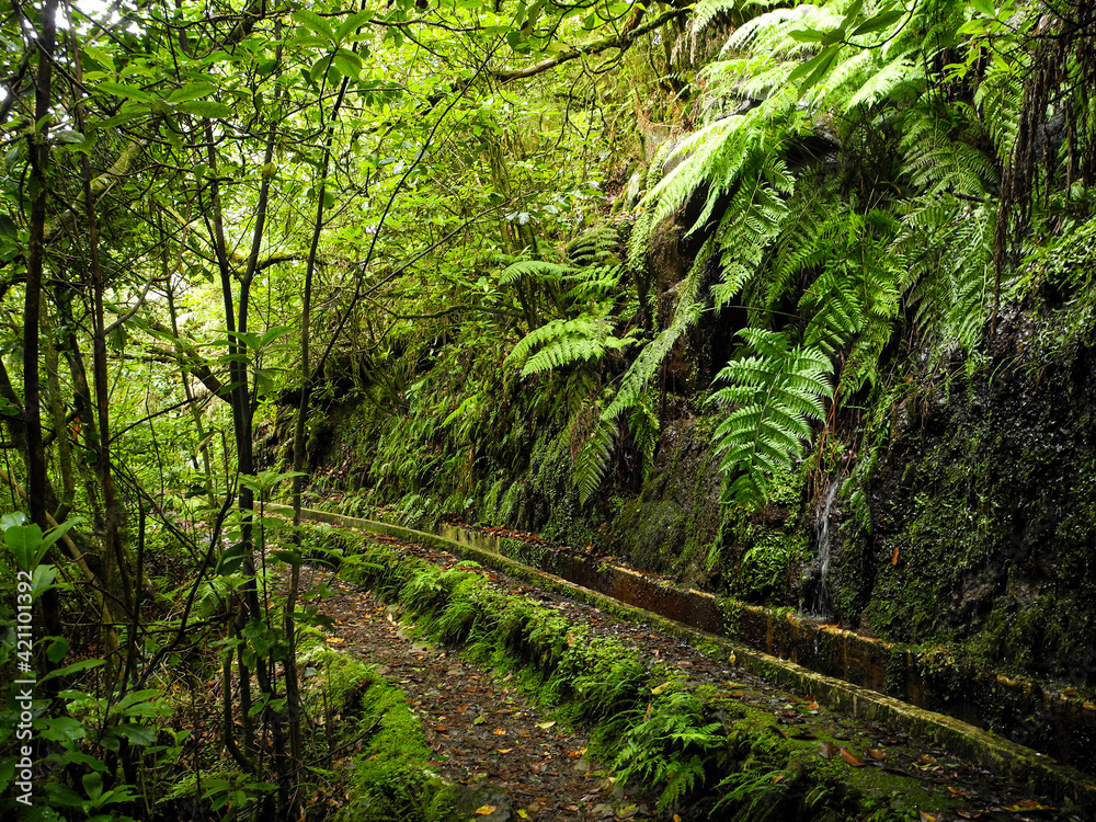 Levado do Furado hiking trail, Madeira, Portugal Levado do Furado hiking trail, Madeira, Portugal