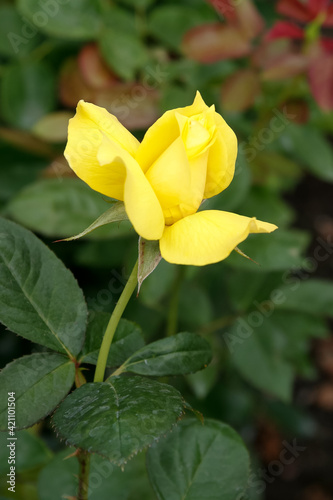 Single Yellow Rose at Butchart Gardens © philipbird123