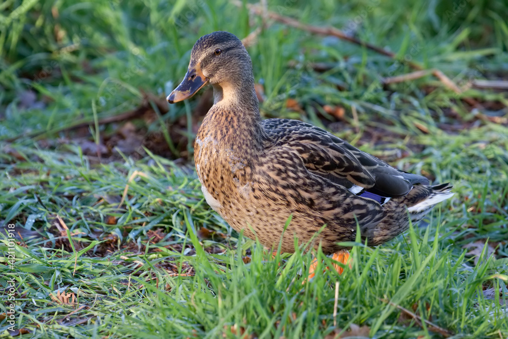 Female Mallard enjoying the November sunshine Female Mallard enjoying the November sunshine