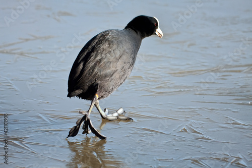 Coot (fulcia atra) gingerly walking on the ice at Warnham Nature Reserve