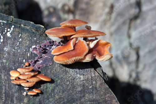 Velvet Shank fungi (Flammulina velutipes) photo