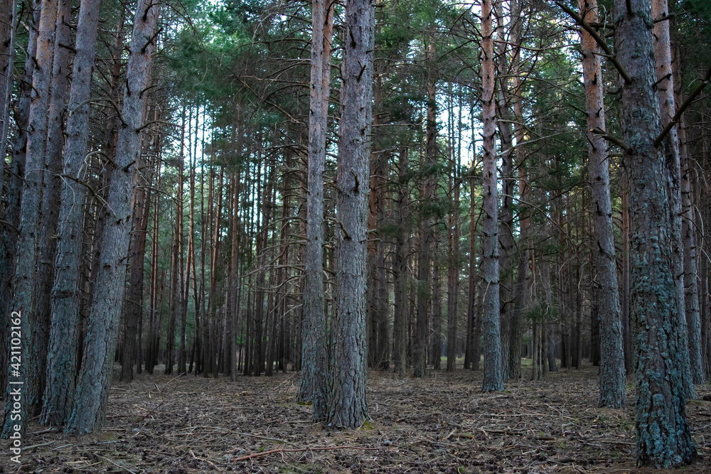 A dark forest whit branches A dark forest whit branches